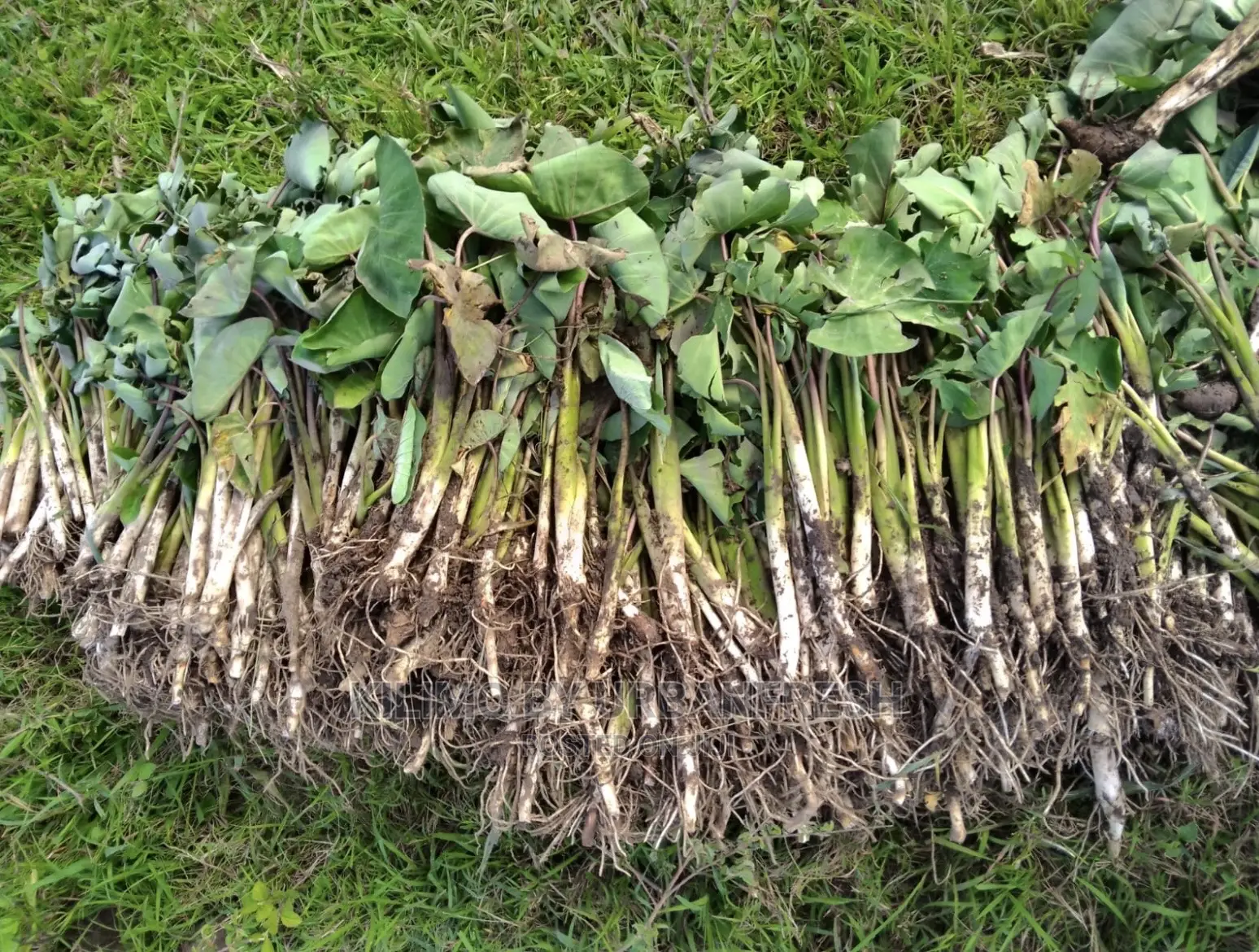 100 Arrowroot (Nduma) Suckers Cuttings Available