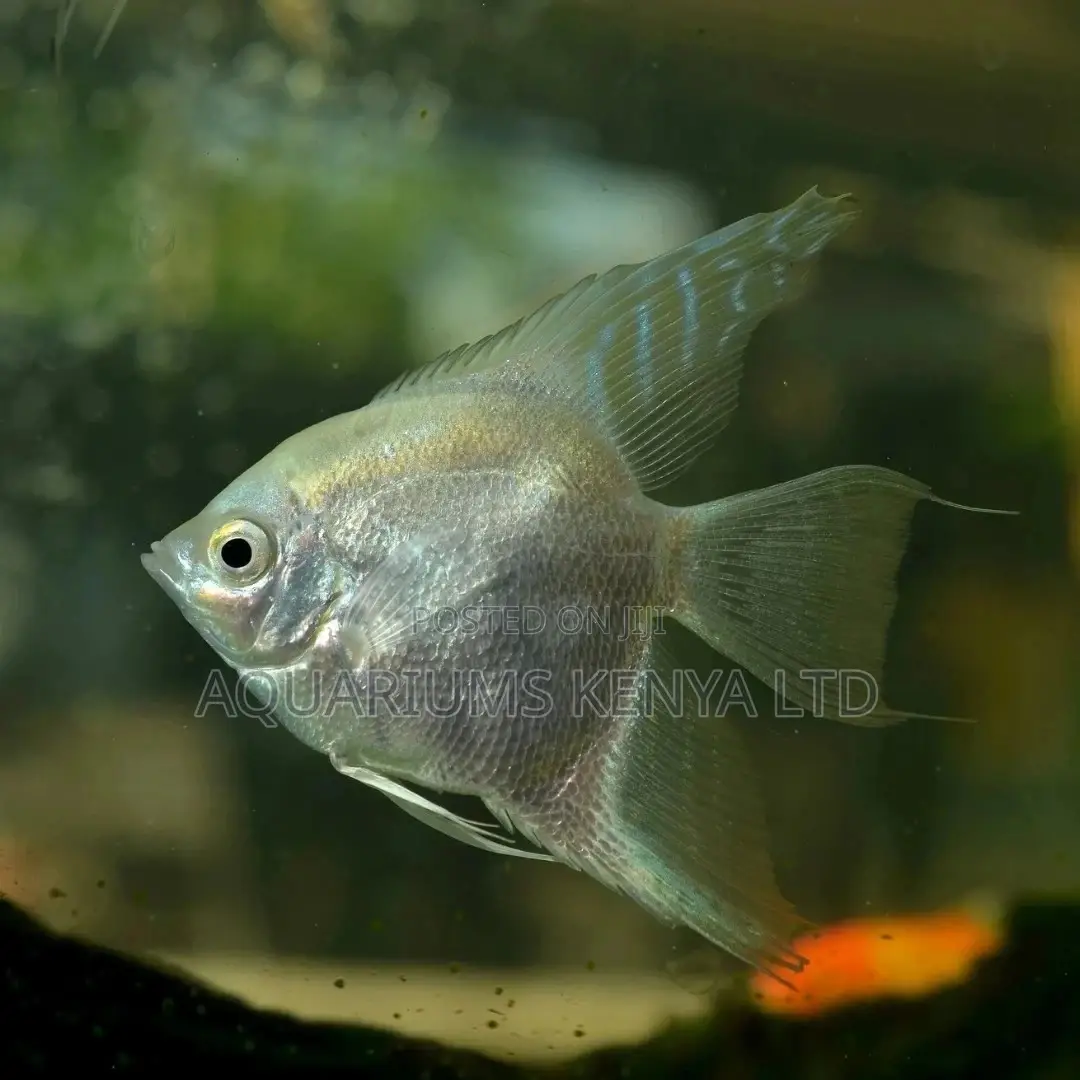 Silver Dust Angelfish , Aquarium Fish Fresh Water Fish