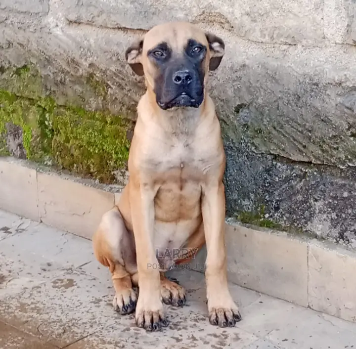 3-6 Months Male Purebred Boerboel