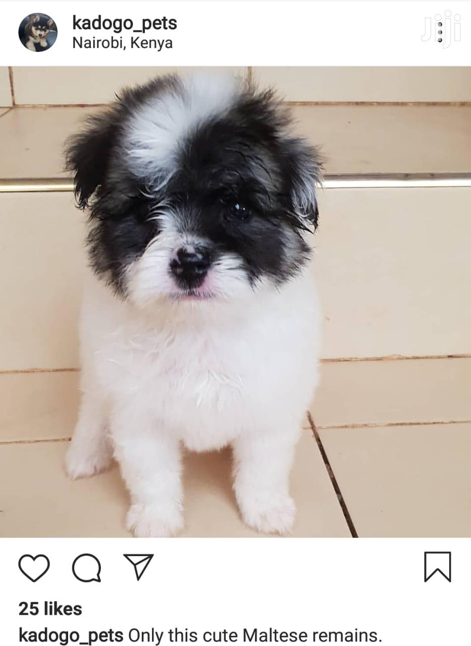 Male Purebred Maltese