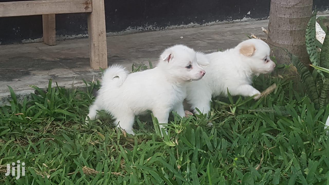 Male Purebred Maltese