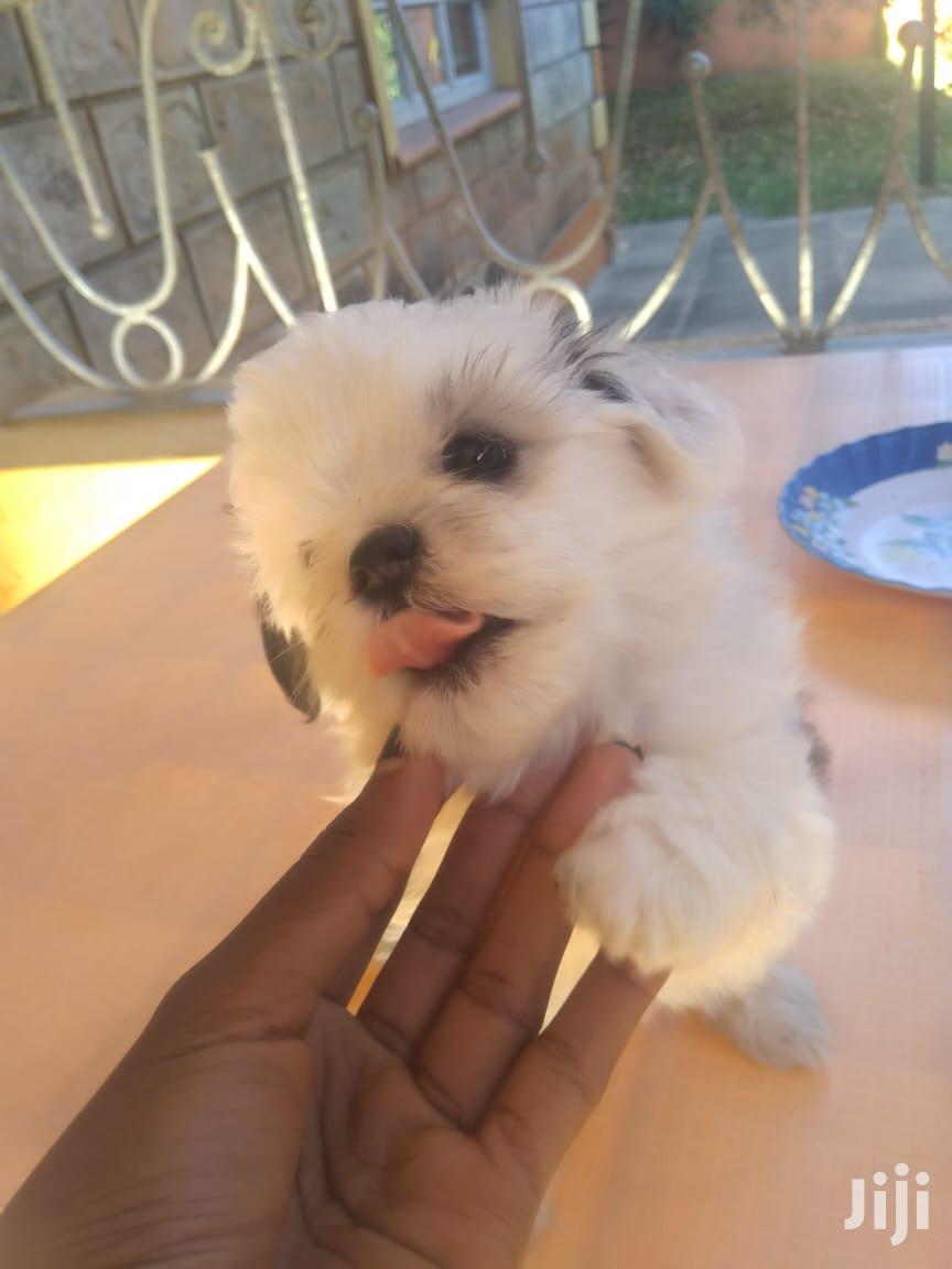 Male Purebred Maltese