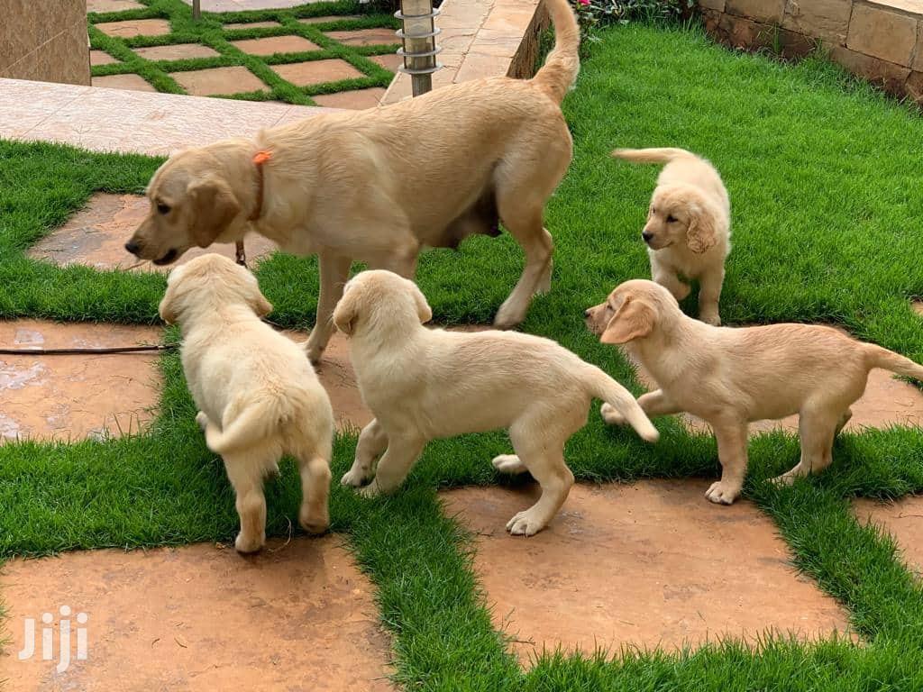 Baby Male Purebred Golden Retriever