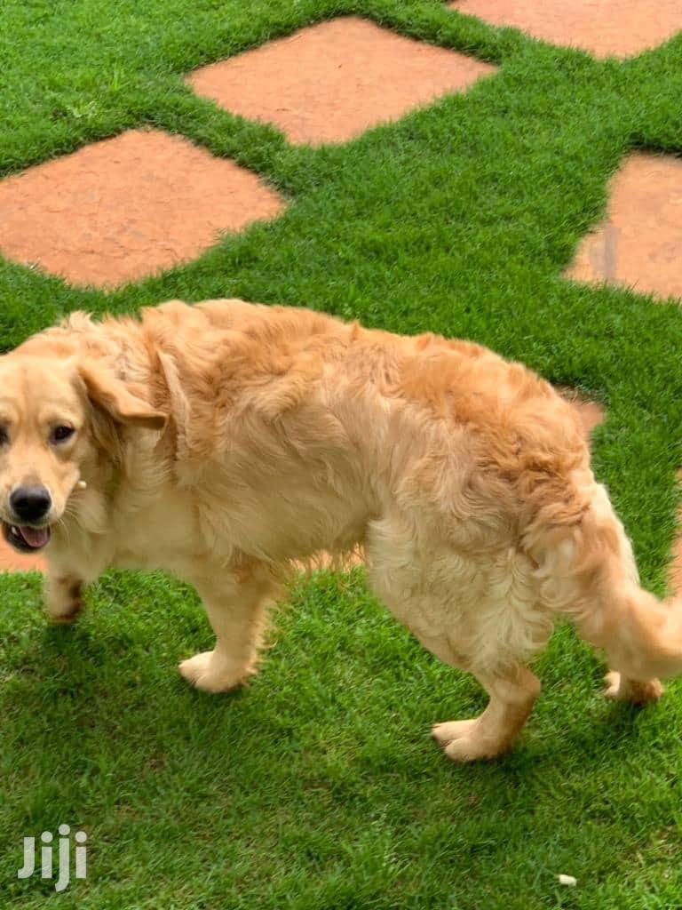 Baby Male Purebred Golden Retriever