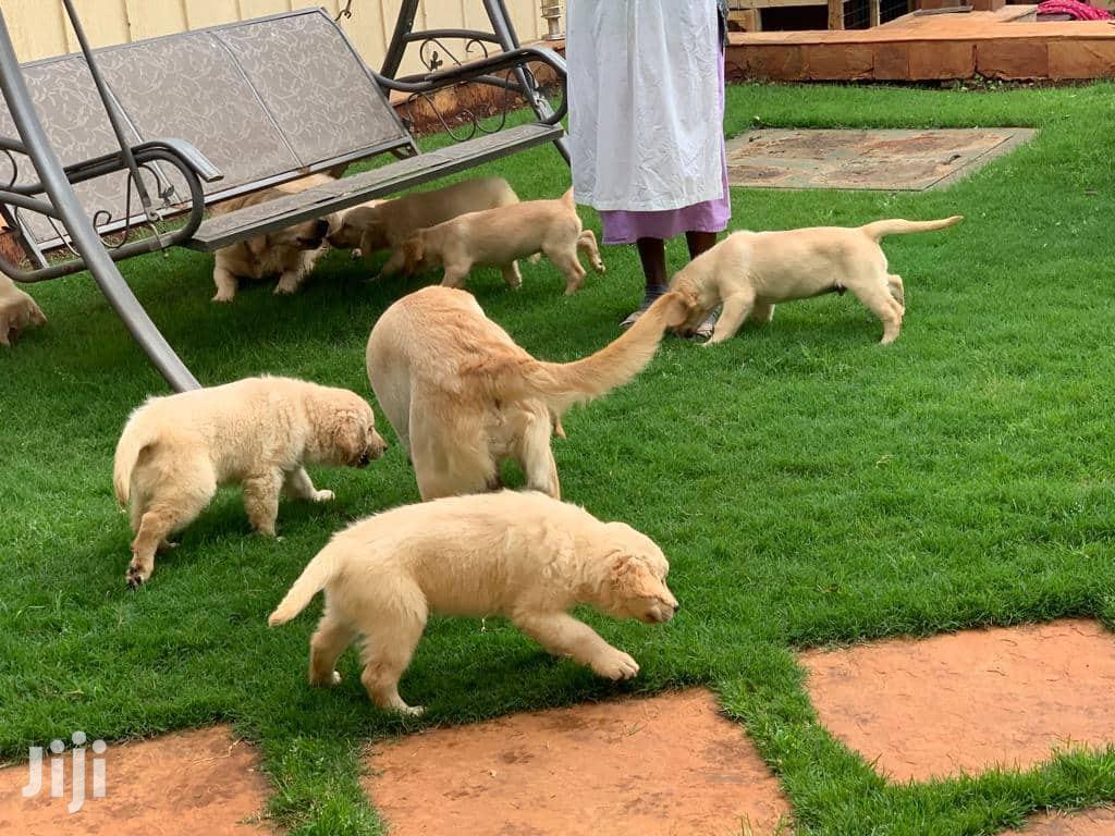 Baby Male Purebred Golden Retriever