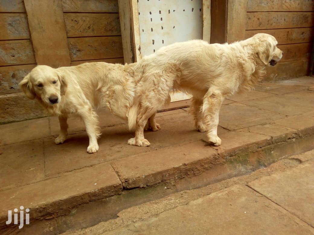 Baby Male Purebred Golden Retriever