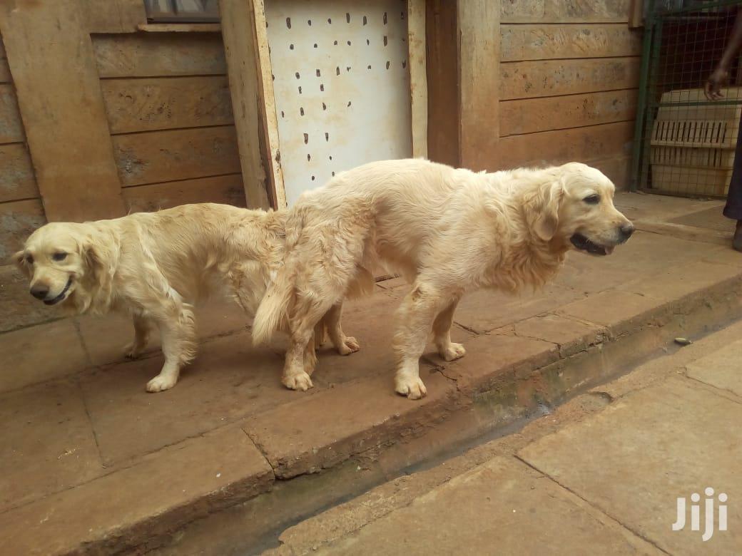 Baby Male Purebred Golden Retriever