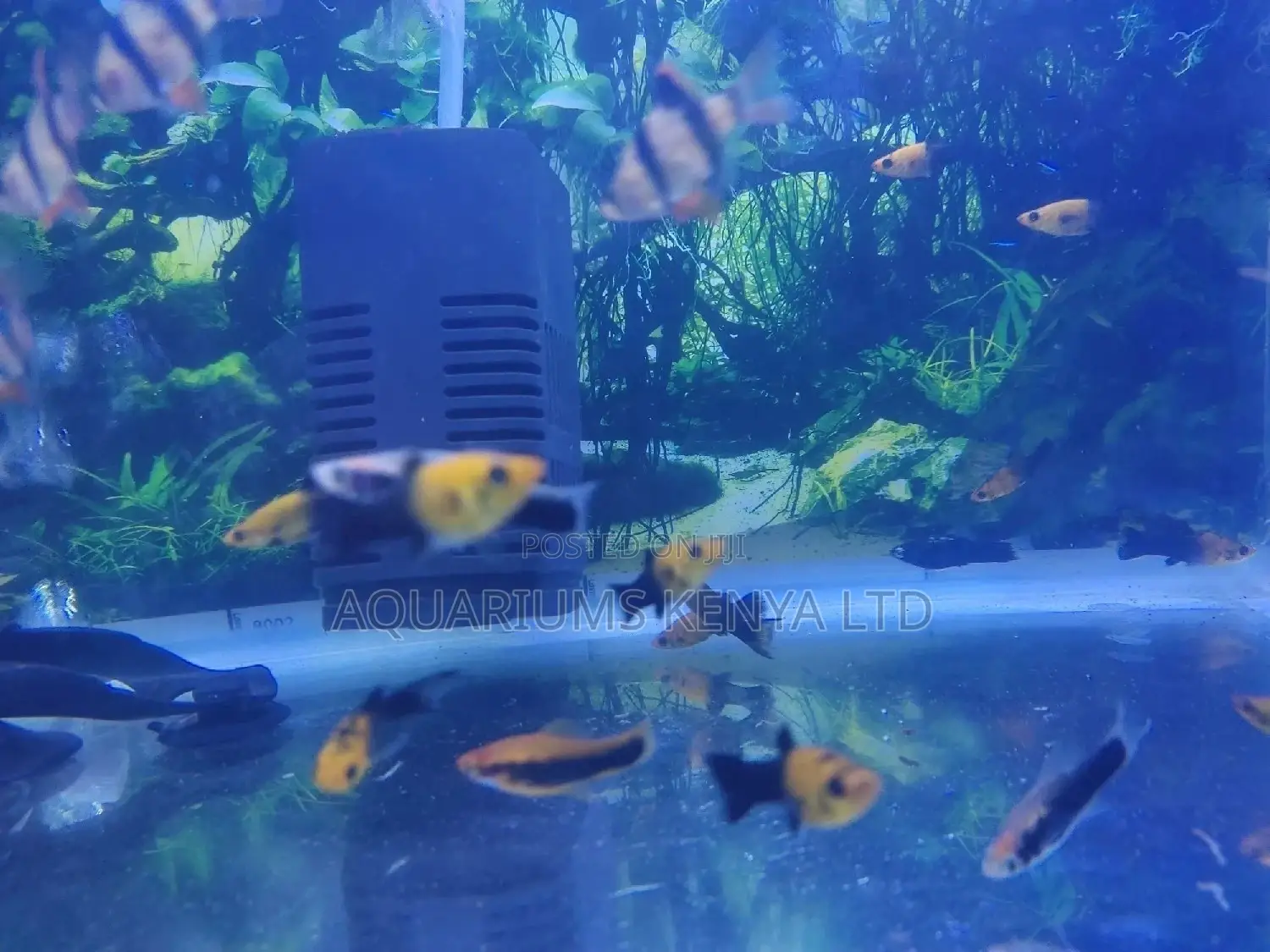 Golddust Mollies: Aquarium Fish