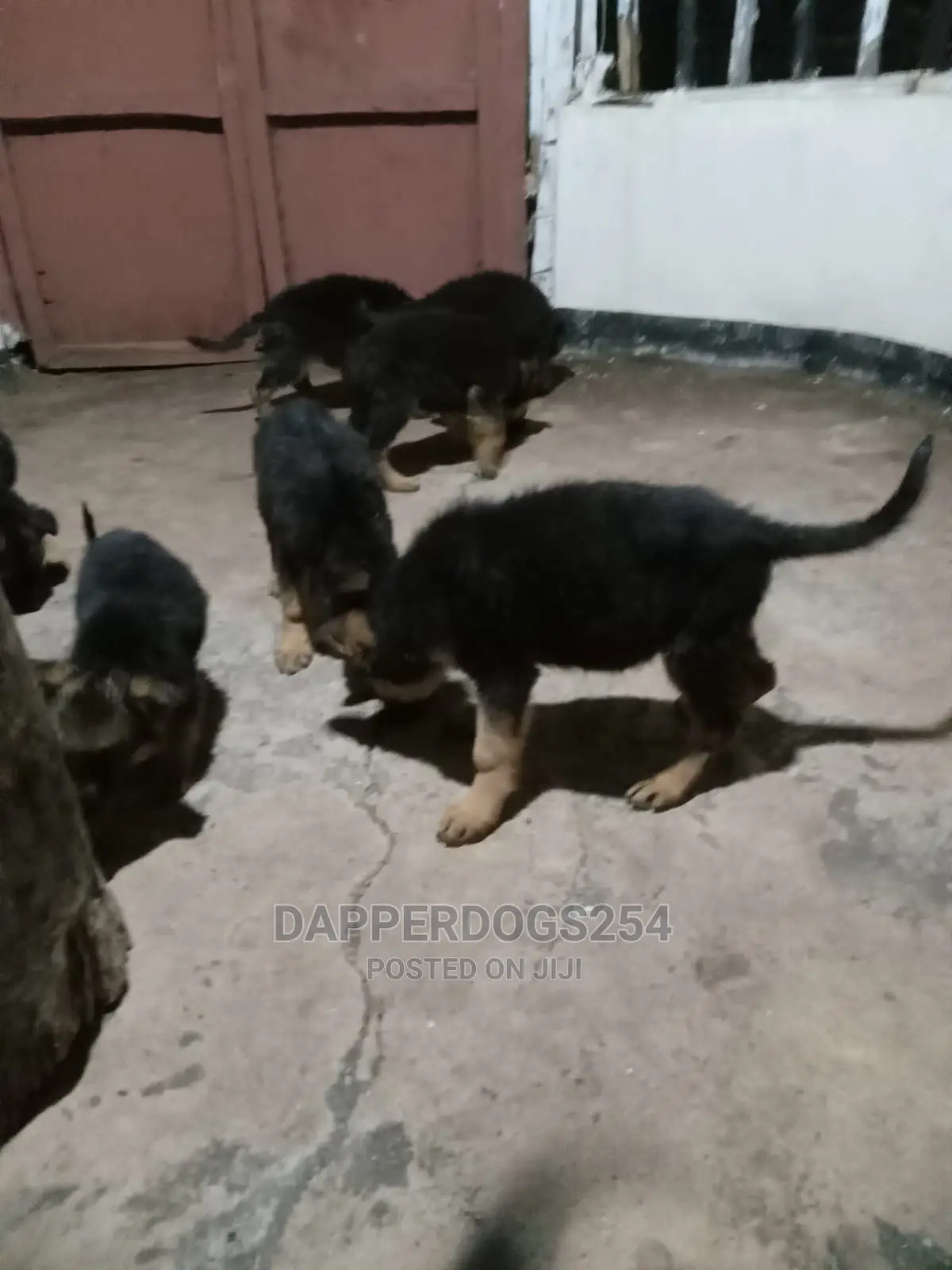 1-3 months Male Purebred German Shepherd
