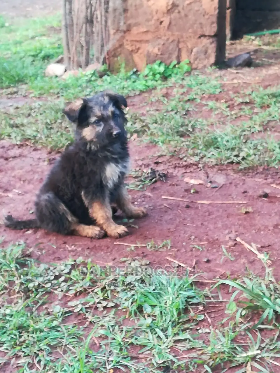 1-3 months Male Purebred German Shepherd