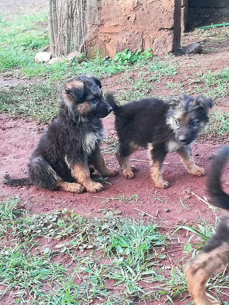 1-3 months Male Purebred German Shepherd