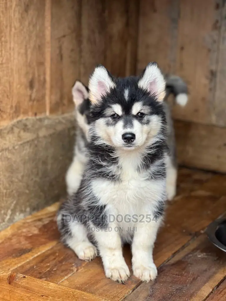 1-3 months Male Purebred Siberian Husky