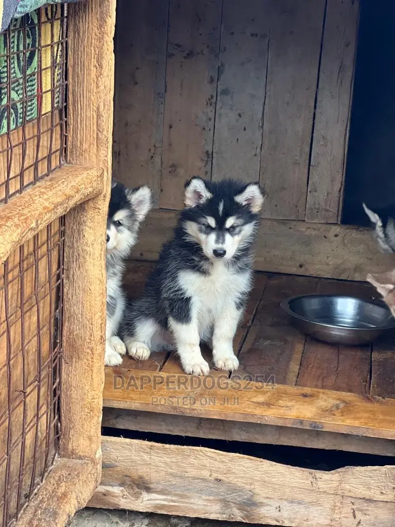 1-3 months Male Purebred Siberian Husky