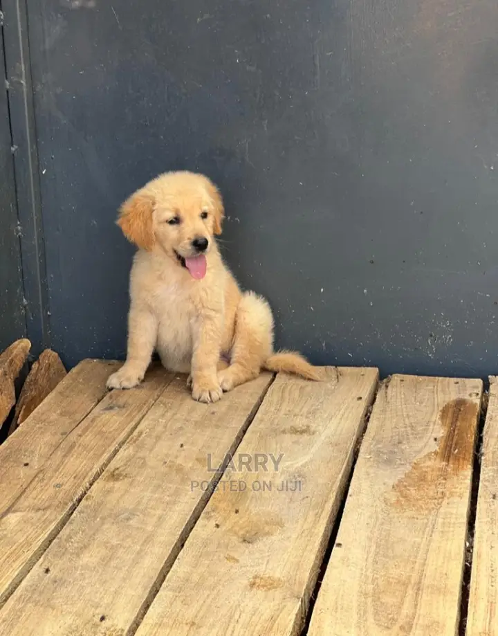 1-3 Months Female Purebred Golden Retriever