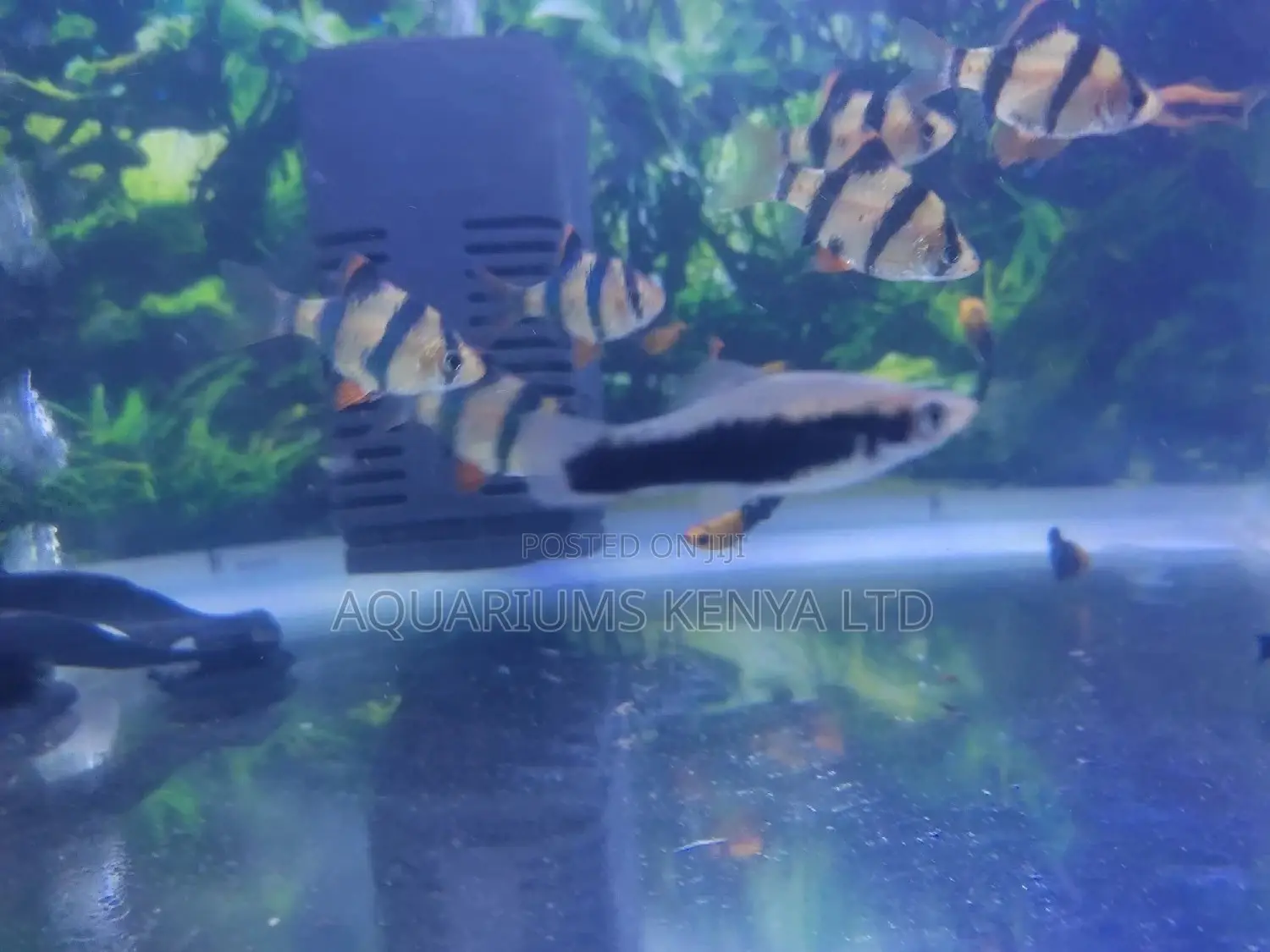 White Tuxedo , Platy Aquarium Species Fish