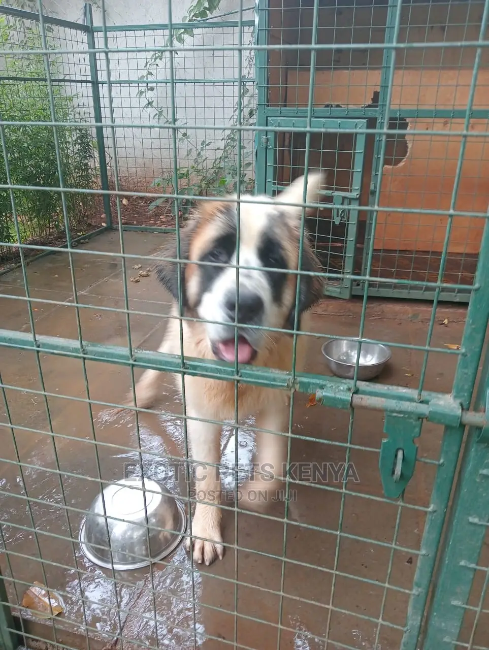 6-12 Months Male Purebred Saint Bernard