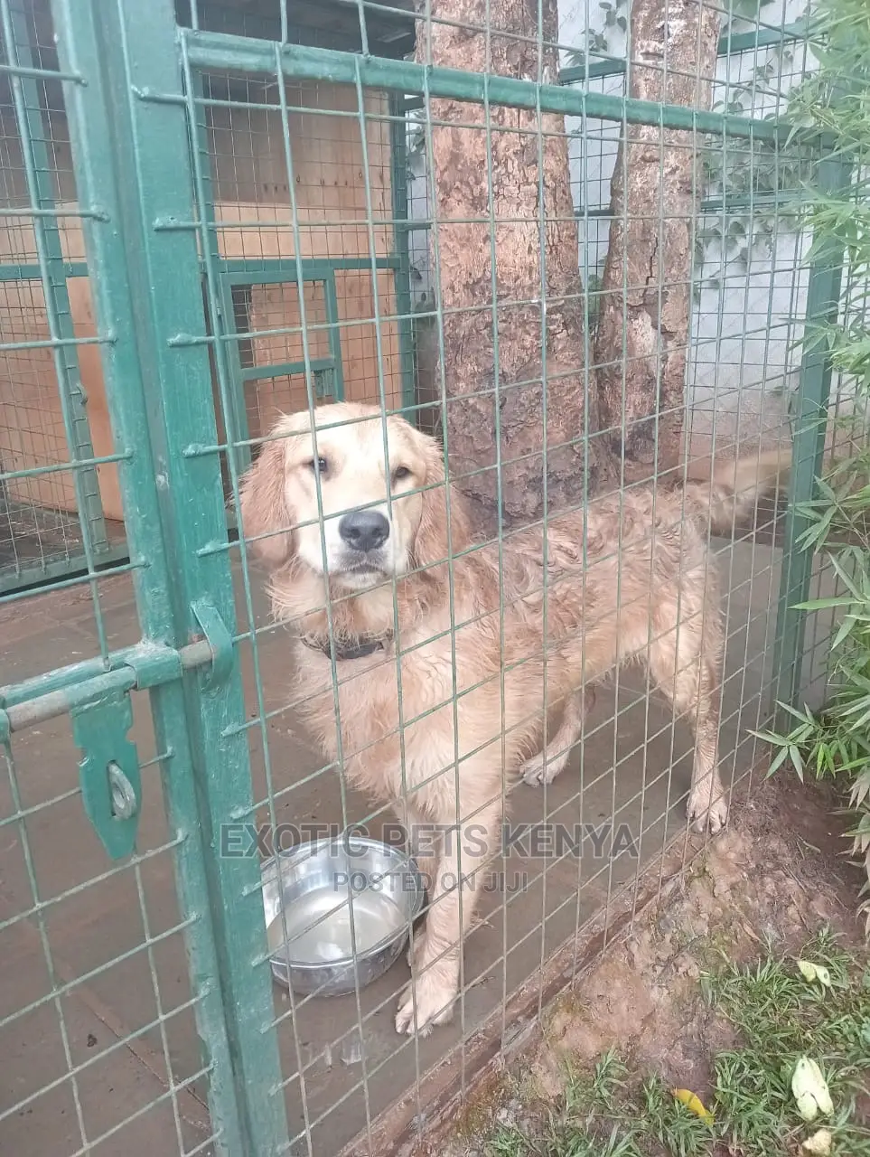 6-12 Months Male Purebred Golden Retriever