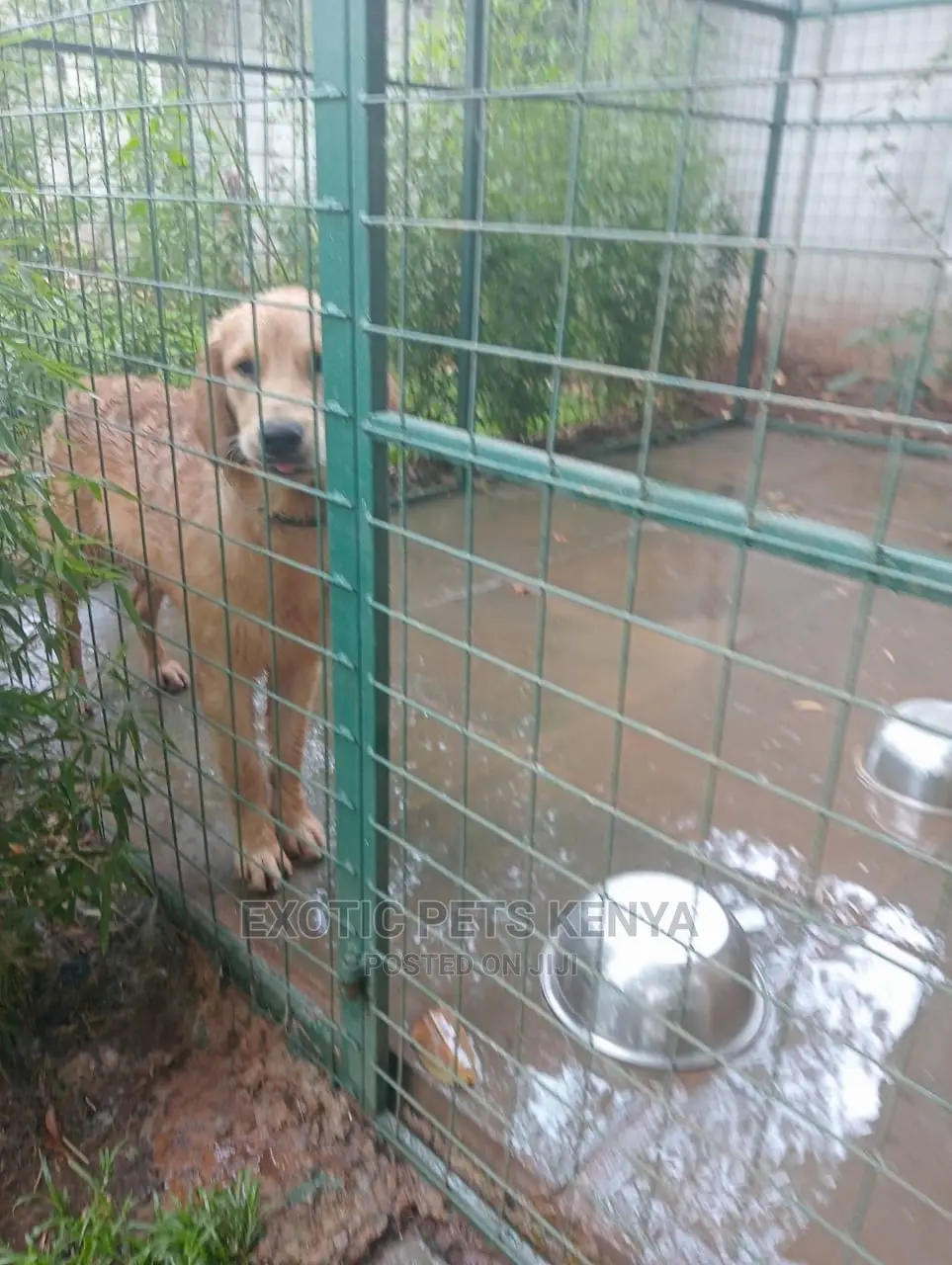 6-12 Months Male Purebred Golden Retriever