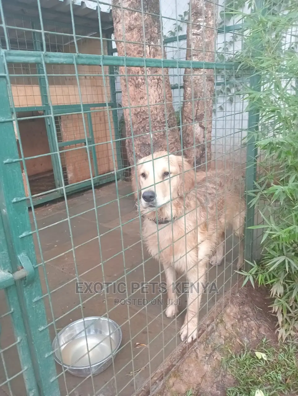 6-12 Months Male Purebred Golden Retriever