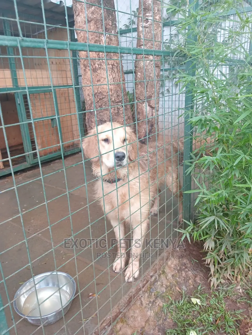 6-12 Months Male Purebred Golden Retriever
