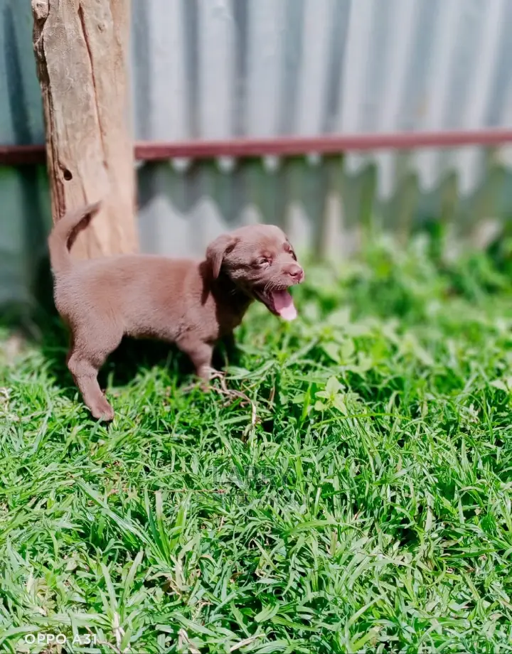 1-3 Months Female Purebred Labrador Retriever