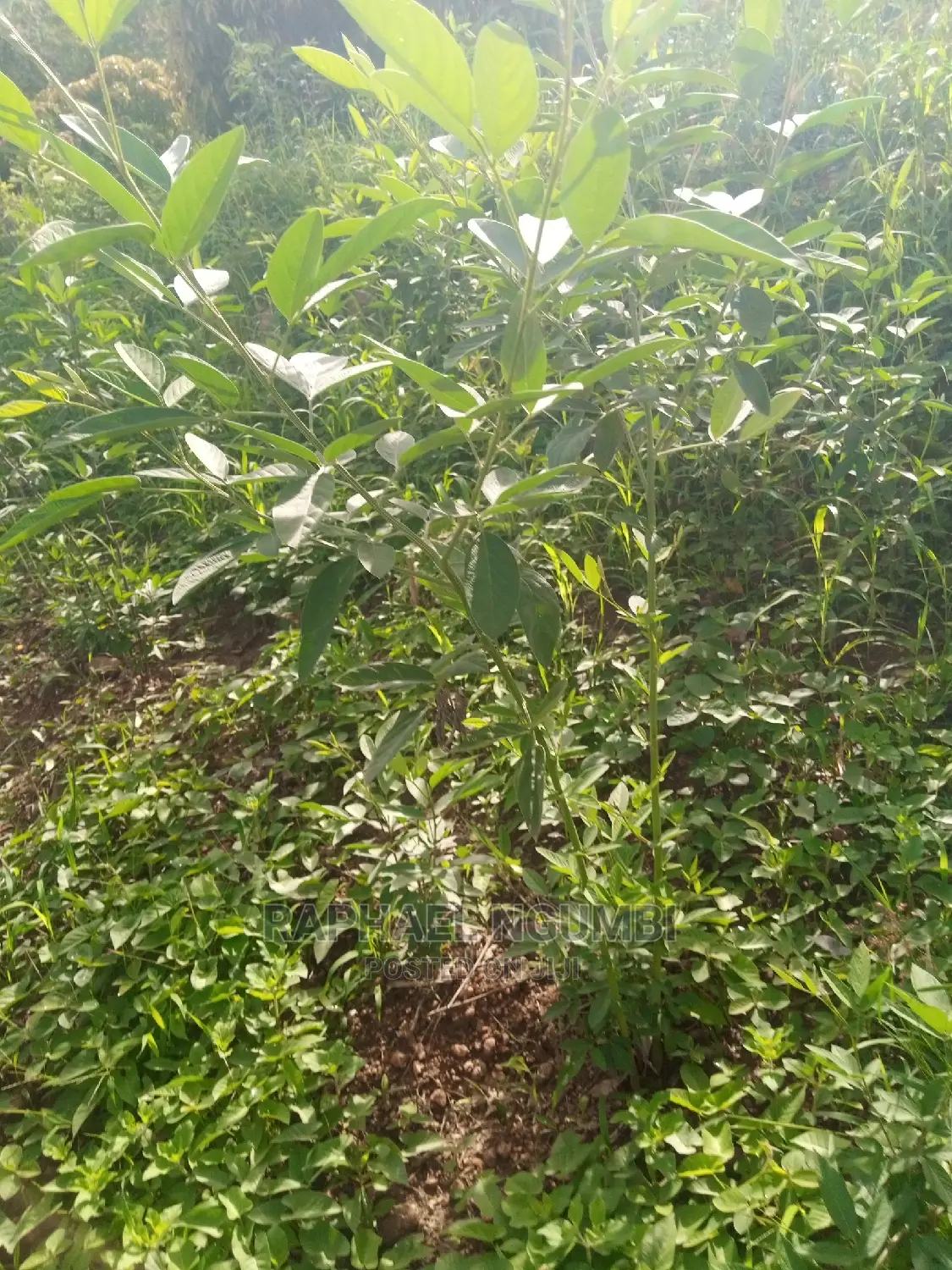1.75 Acres at Machakos Kaani