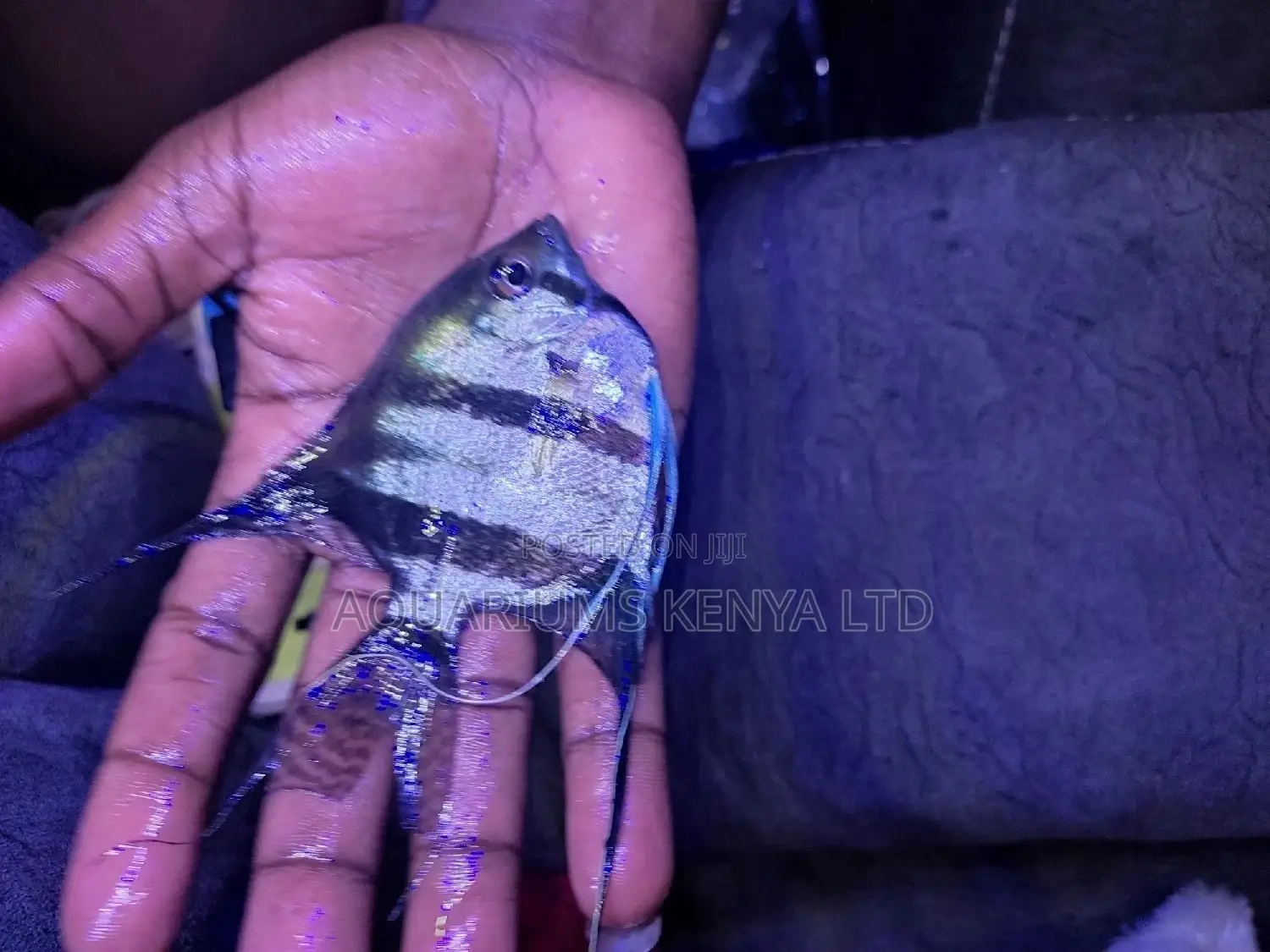 Hand Size Angel Fish , Aquarium Fish