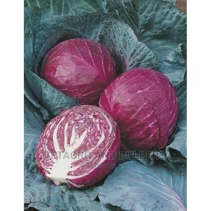 Red Cabbage Ruby Ball Seeds10gm