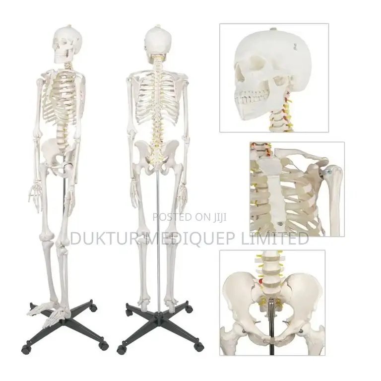 Medical Educational Skeleton Model 85cm Height