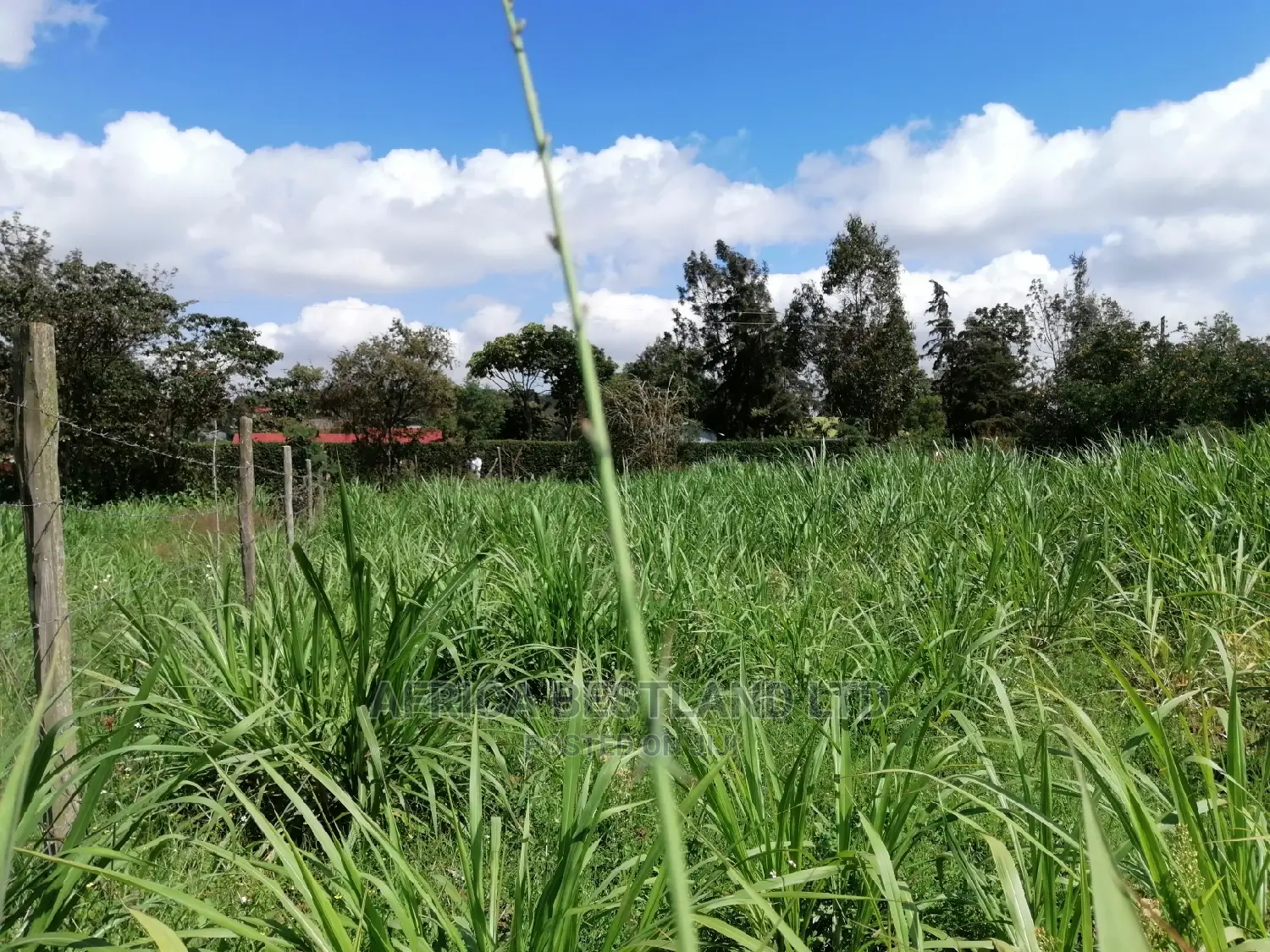 Residential 50x100 Ft Plot for Sale in Thigio Nguirubi