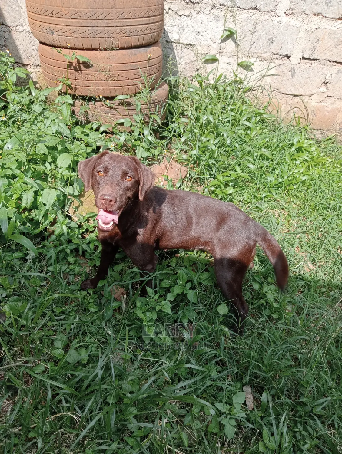 1+ Year Female Purebred Labrador Retriever