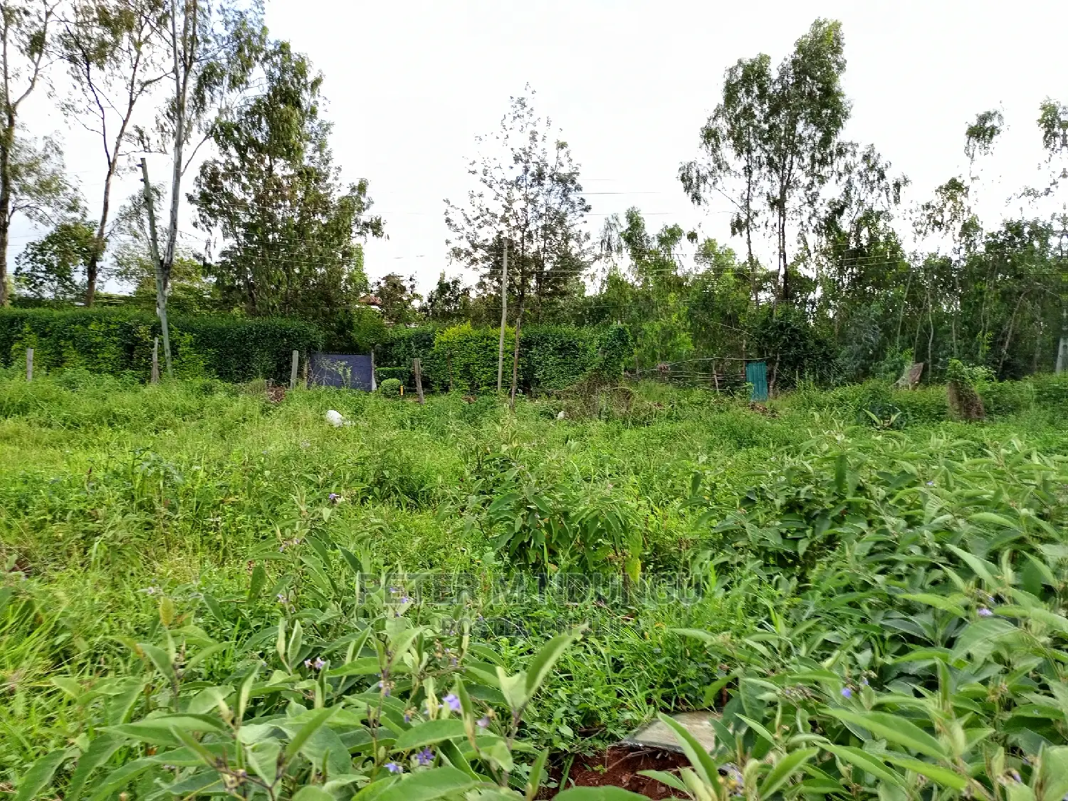 Prime 5.5 Acres , Garden Estate on Sale