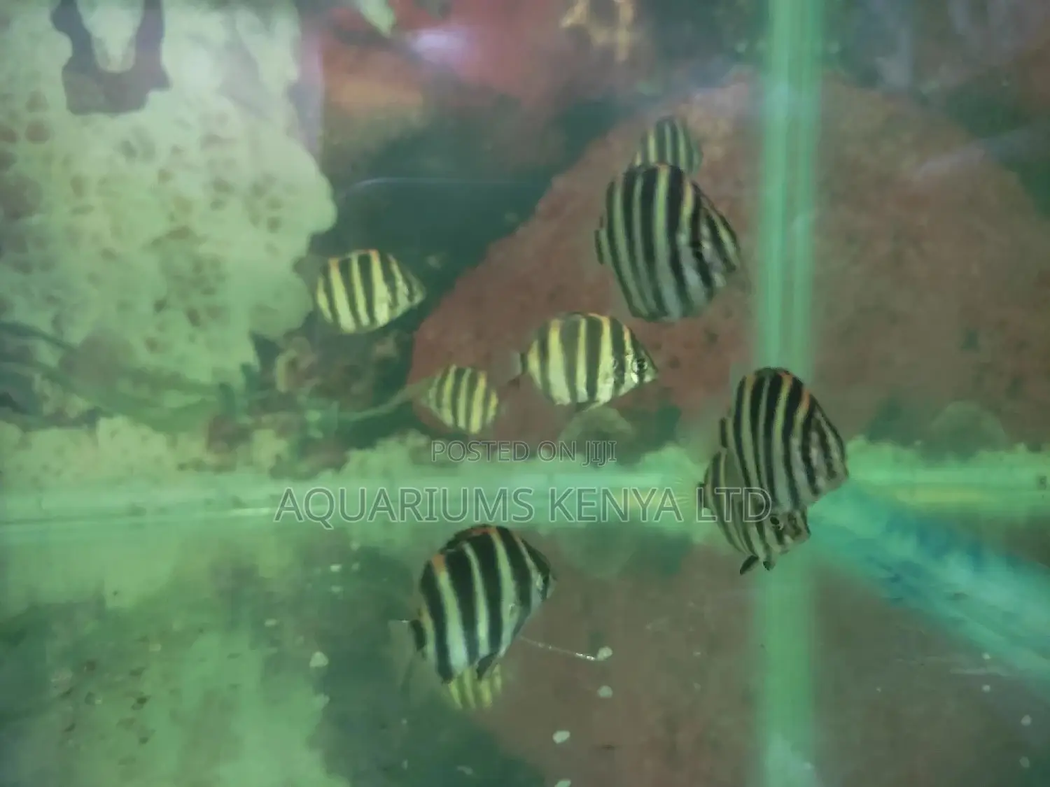 Skats ,Brackish Aquarium Fish