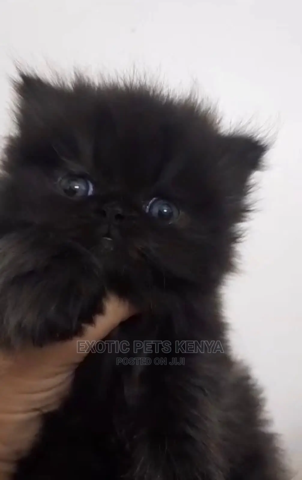 1-3 months Male Purebred Persian