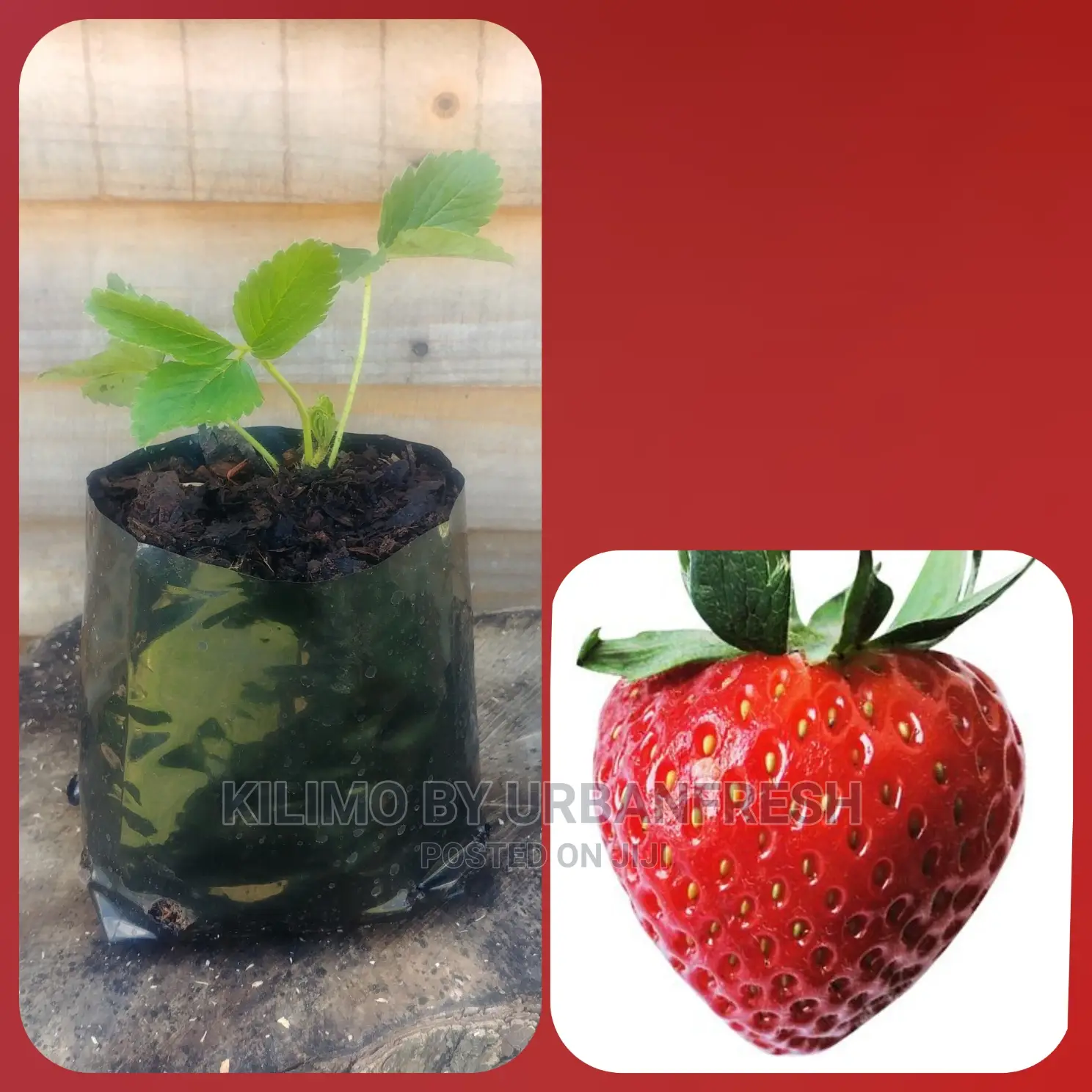 Strawberry Fruit Seedling Moq 10