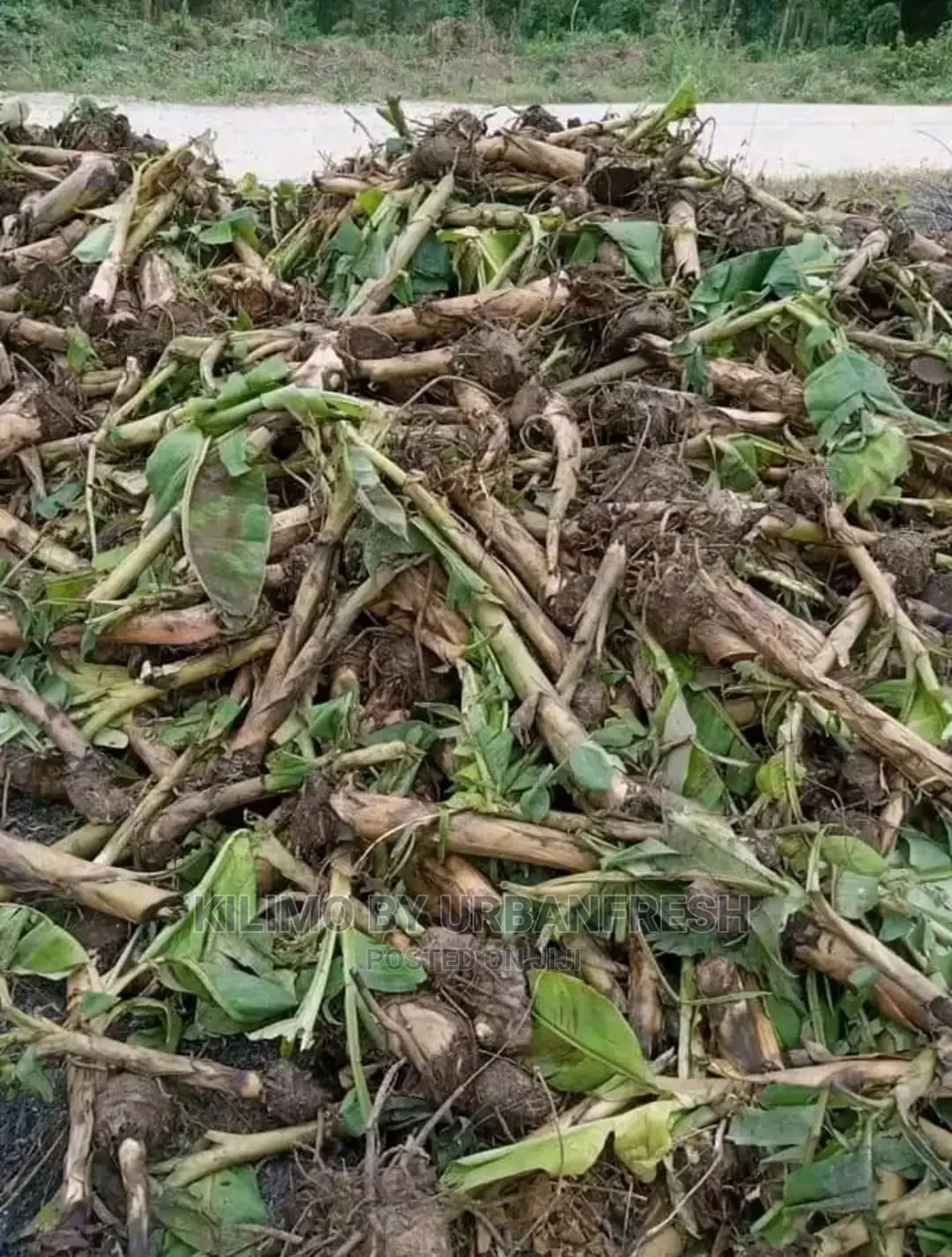 Banana TC Ripening Suckers