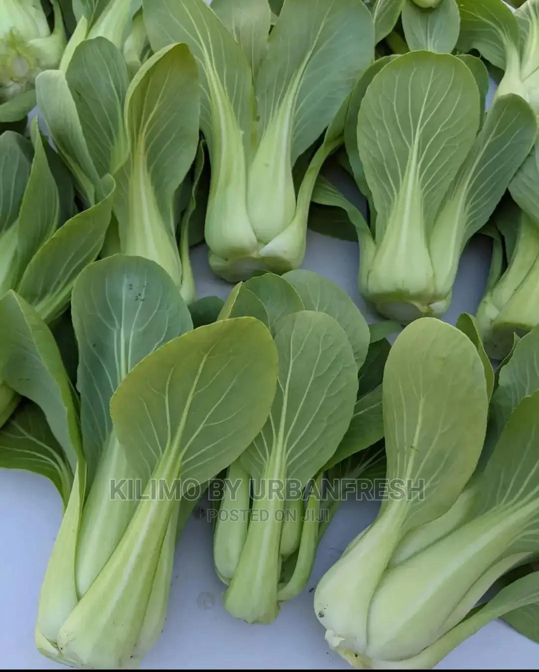Bok Choy/Pak Choi Vegetable Seedling Moq100