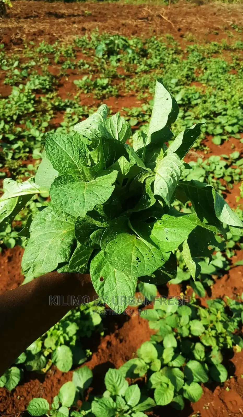Managu Seedling Moq100