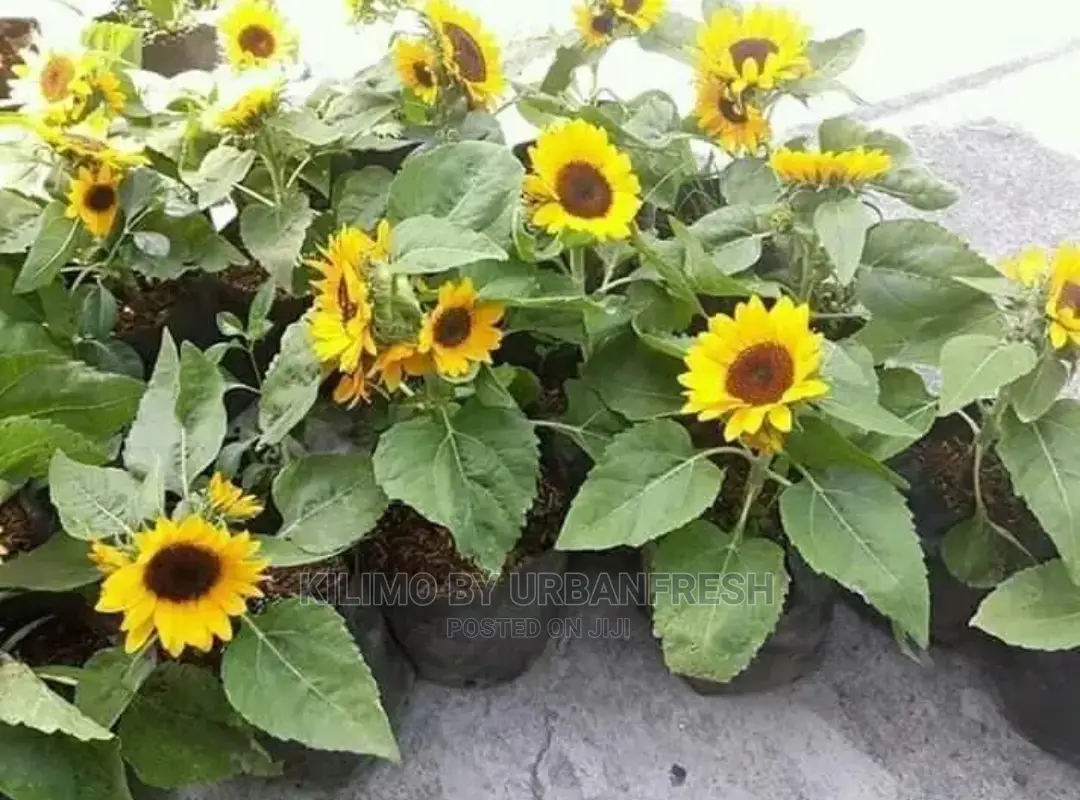 Sunflower Seedling Minimum Per Order 30