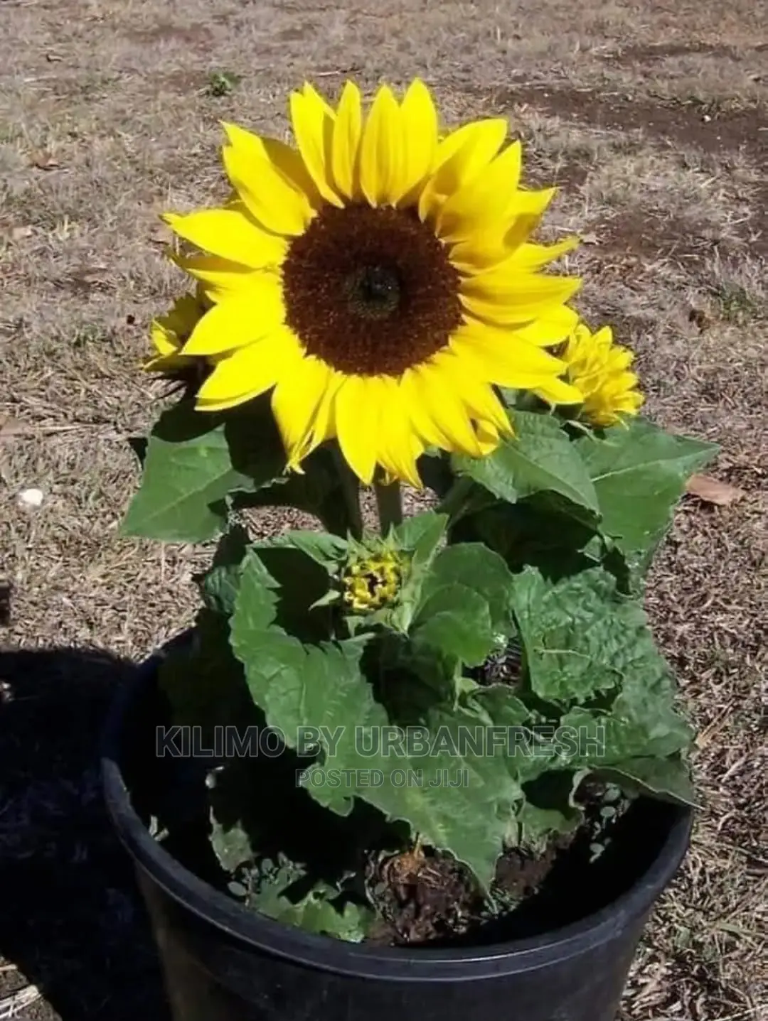 Sunflower Seedling Minimum Per Order 30