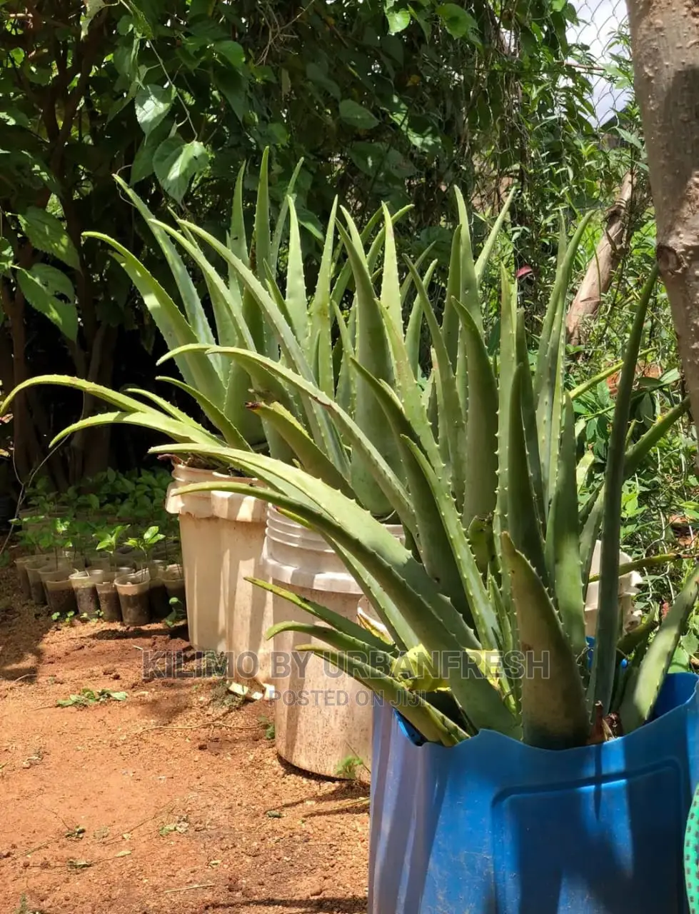 Aloevera Seedling Moq 5