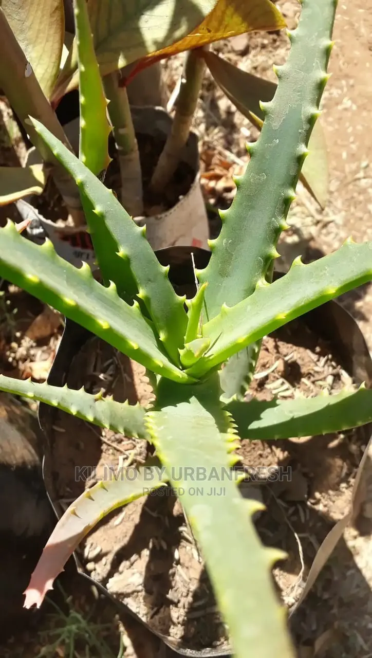Aloevera Seedling Moq 5