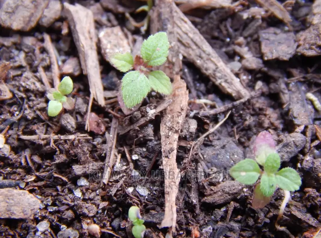 Aztec Sweet Herb Seedling Moq 10
