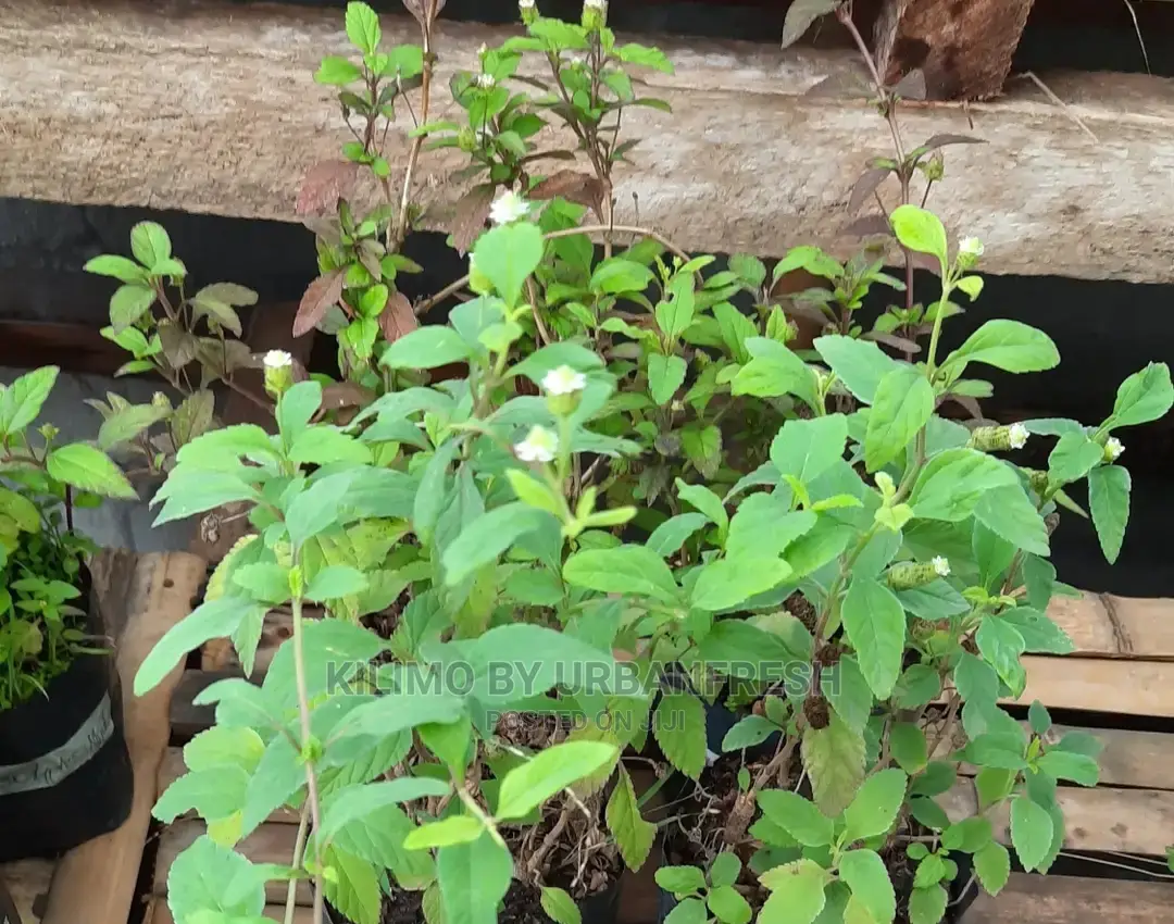 Aztec Sweet Herb Seedling Moq 10