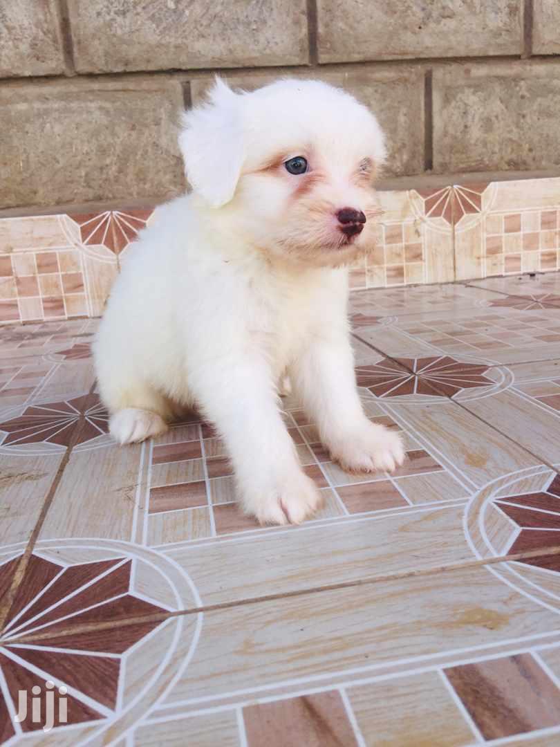 Young Male Purebred Maltese