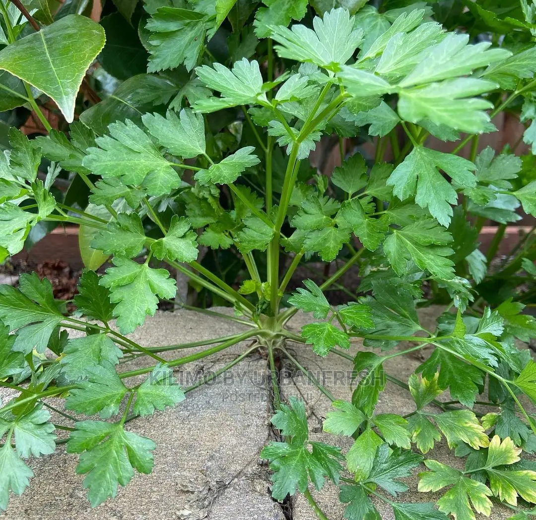 Parsley Seedling Moq 10.