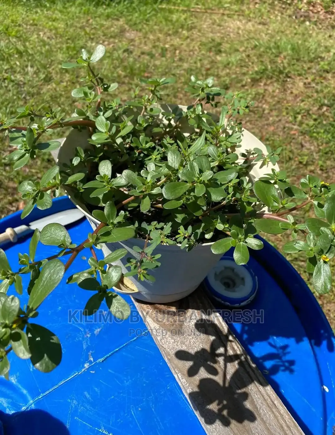 Winter Savory Plant Seedling.
