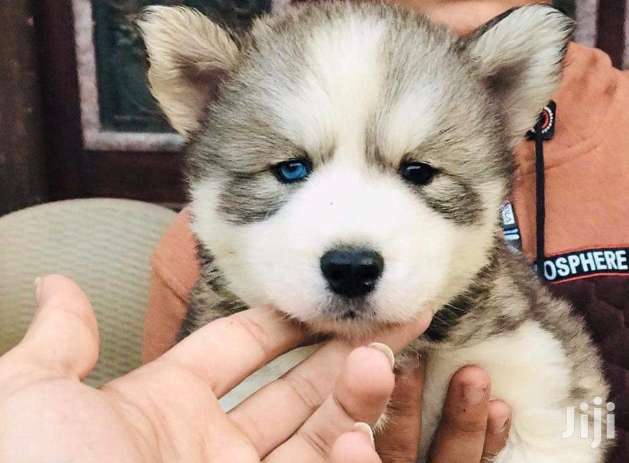 Young Male Purebred Siberian Husky