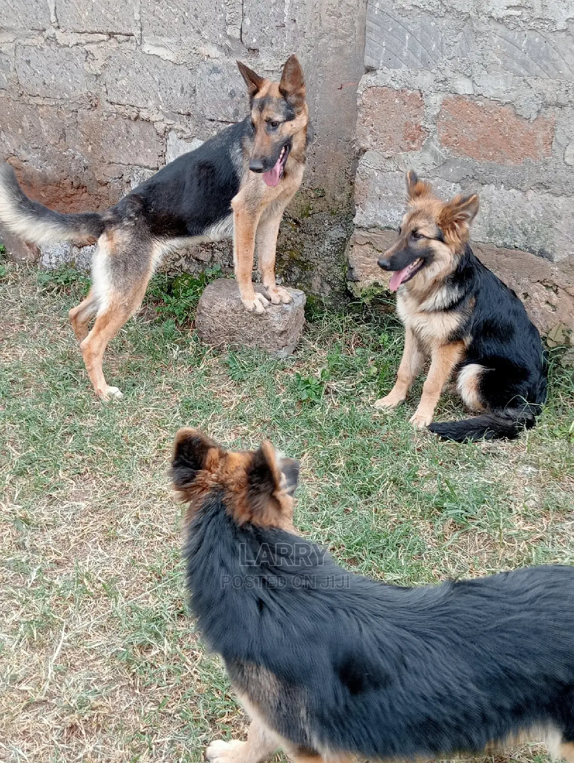 6-12 months Female Purebred German Shepherd