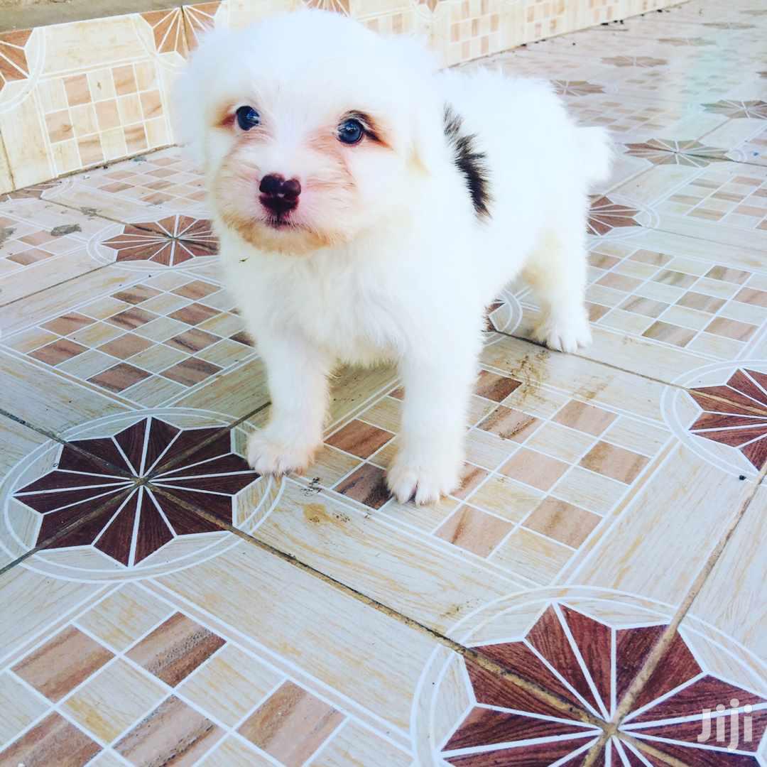 Young Male Purebred Maltese